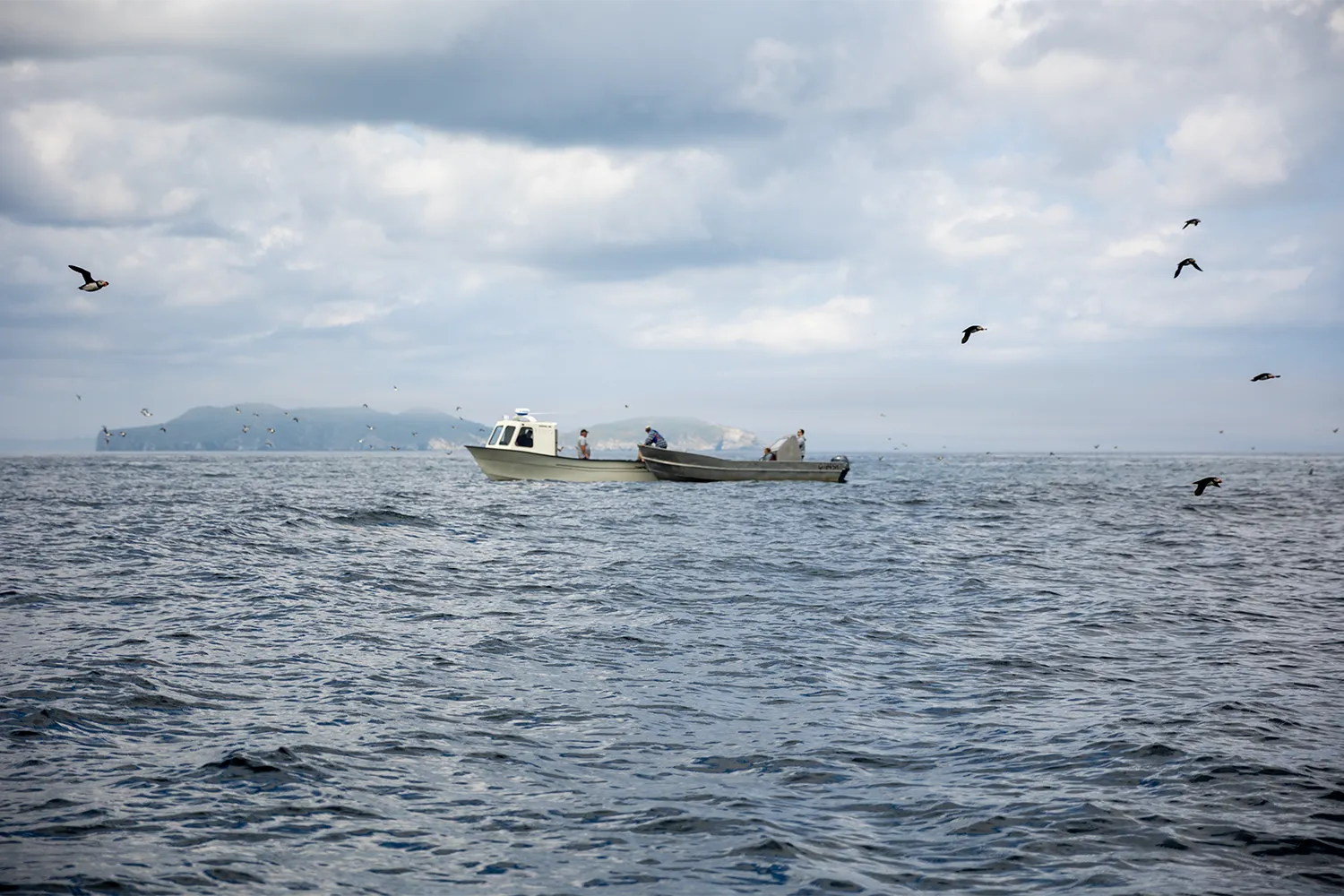 Cod fishing boat surrounded by puffins in Witless Bay Ecological Reserve, Newfoundland