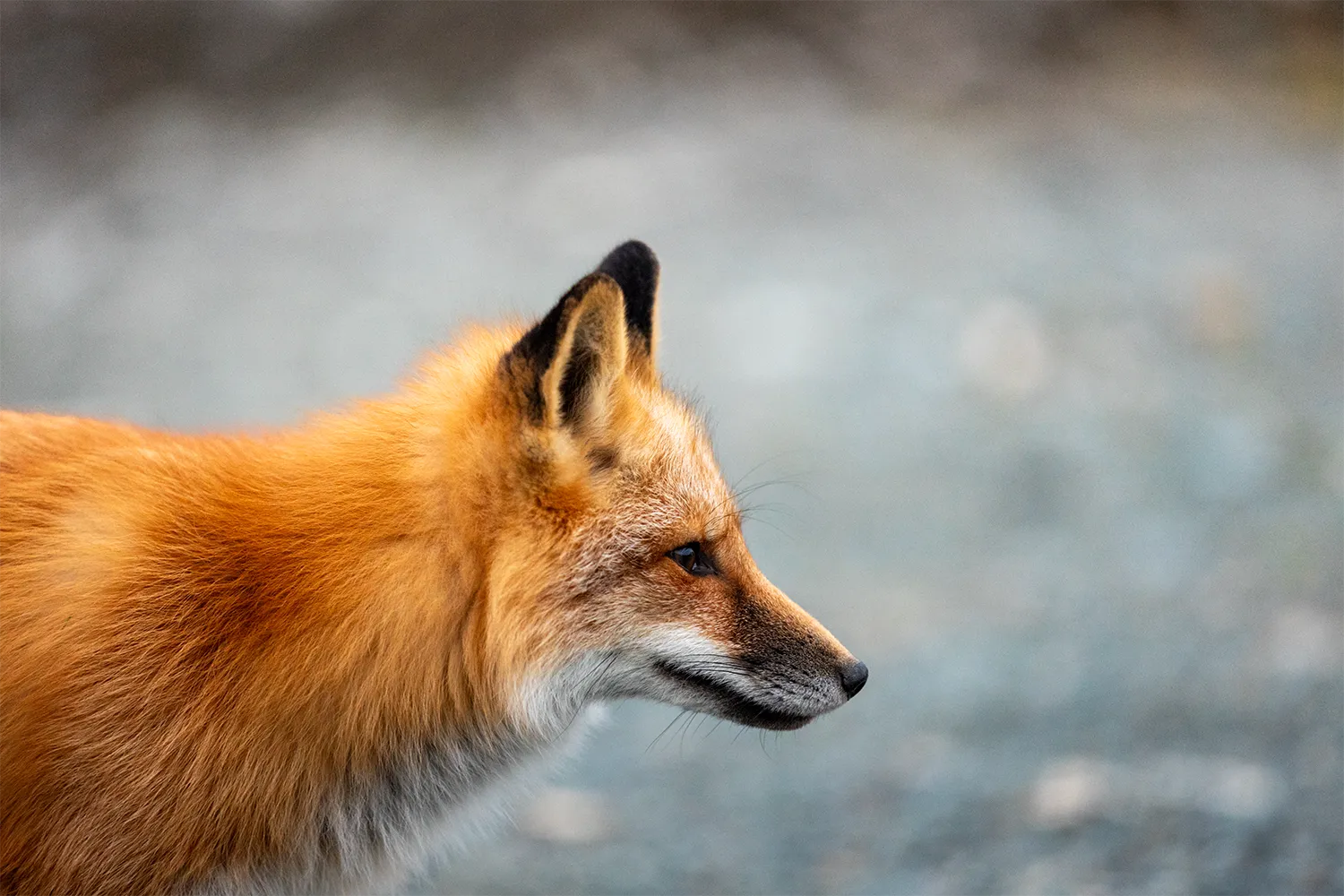 Red fox in profile near Tors Cove, Witless Bay, Newfoundland