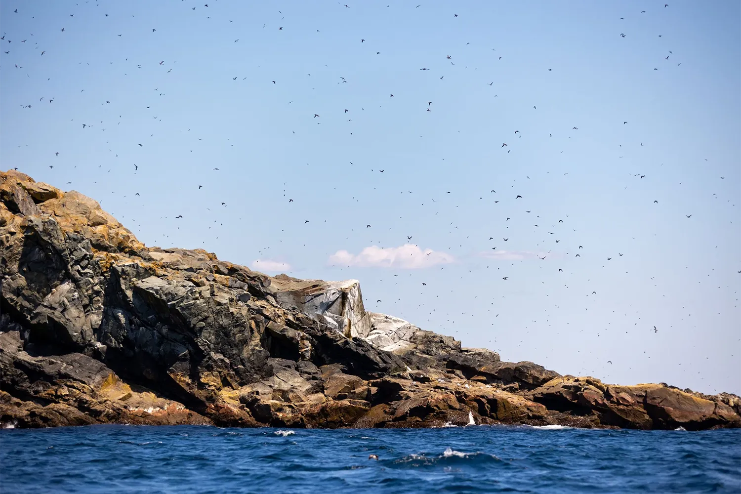 Puffins flying over Great Island in Witless Bay Ecological Reserve, Newfoundland