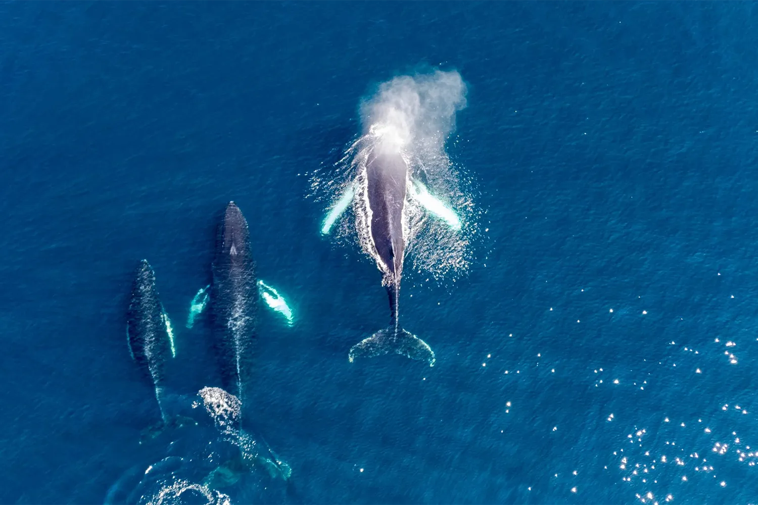 Humpback whales surfacing in Witless Bay Ecological Reserve, Newfoundland