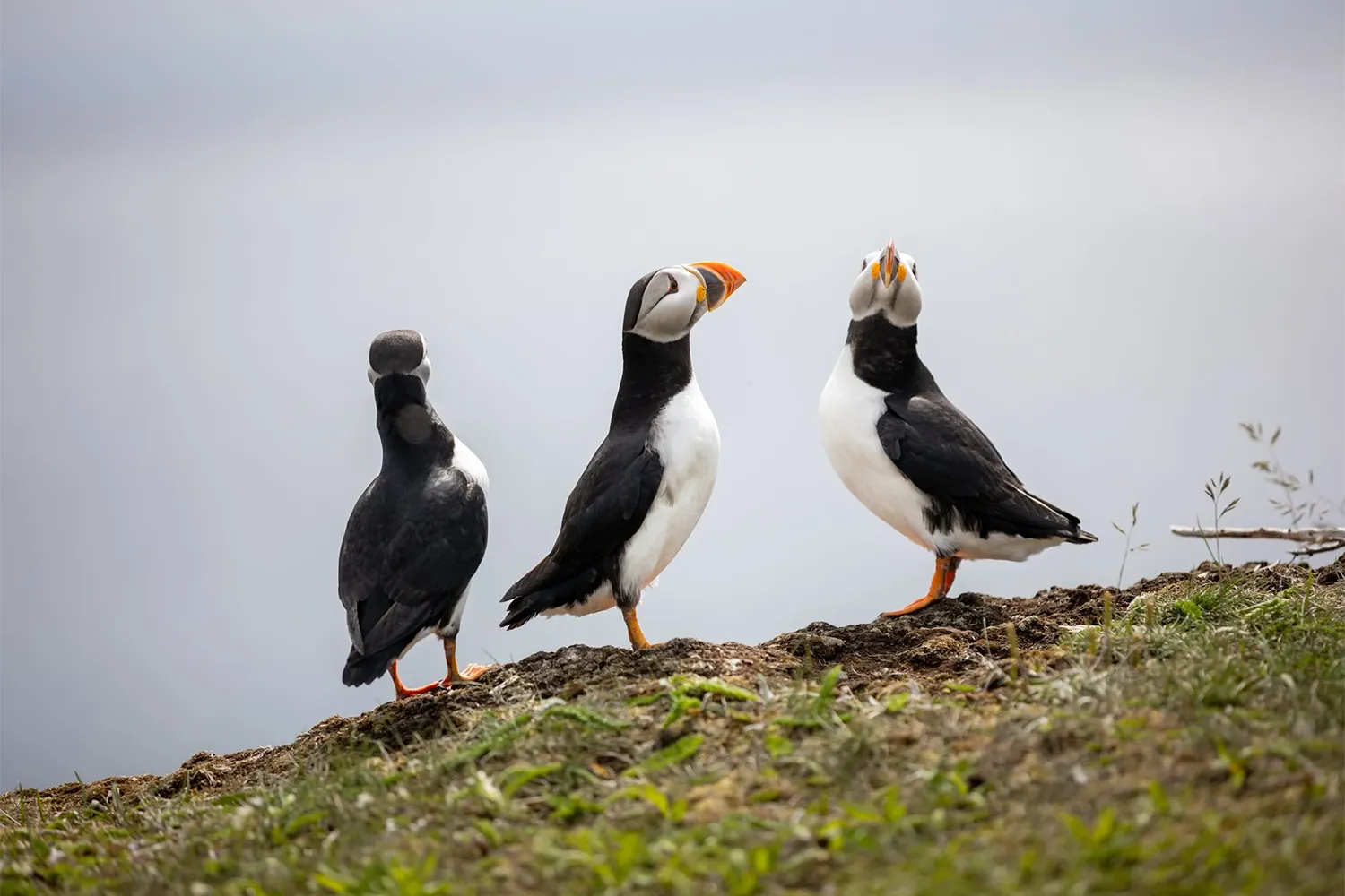 Three puffins standing on a grassy cliff in Elliston, Newfoundland